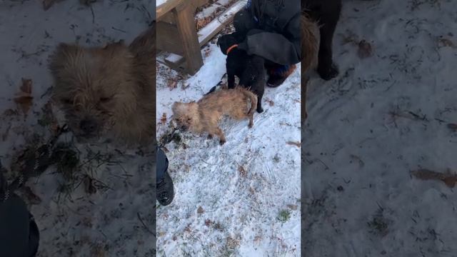 Fell terrier breeding #patterdale #borderterrier #terriers #fellterrier смотреть онлайн