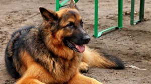 То, что произошло с псом просто до слез. Но вместо сочувствия он получал пенки.