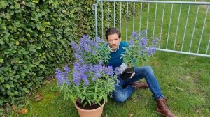 Zundert's very own Caryopteris Blue Empire