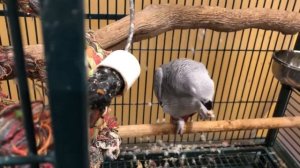 ##55?Африканский серый попугай Жако?Чем кормить, что любит ???????