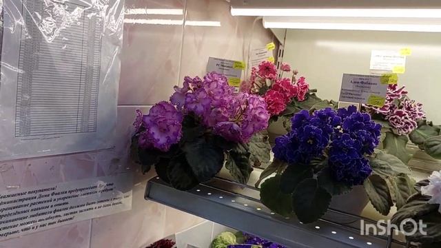 Выставка фиалок(МК) в марте 2023/НОВИНКИ/Дом фиалки на Пятницкой#домфиалок#выставкафиалок# смотреть онлайн