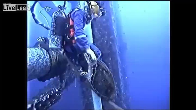 Любопытная черепаха
