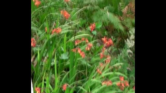 VARA DE SAN JOSE (Crocosmia × crocosmiiflora) PLANTAS ORNAMENTALES смотреть онлайн