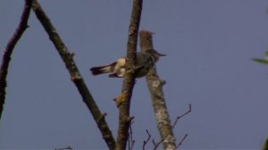 Птицы! Соловей обыкновенный! Садовая камышовка и скворцы! #video #bird #birds #nature #wildlife