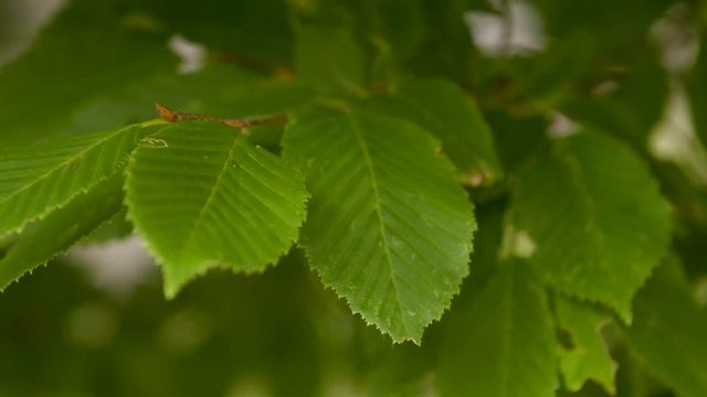 Carpinus betulus - European Hornbeam смотреть онлайн