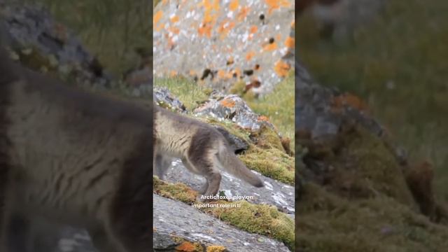 Arctic Fox 🦊 Wondrous World of Arctic Foxes #animals #fox