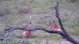 Веб-камера в частном заповеднике «Джума», Южная Африка