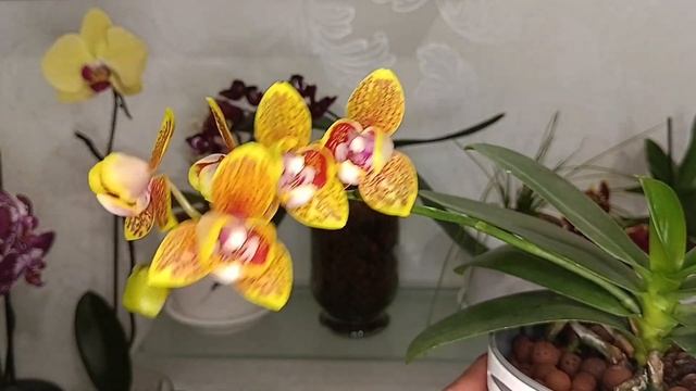Почему орхидея не цветет или быстро сбрасывает цветы смотреть онлайн