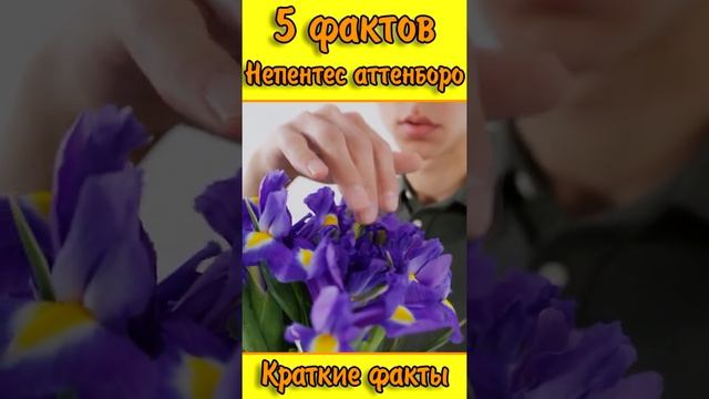 Цветок "Непентес аттенборо" может и вашу руку съесть. Краткие факты. 5 фактов. Интересные факты.