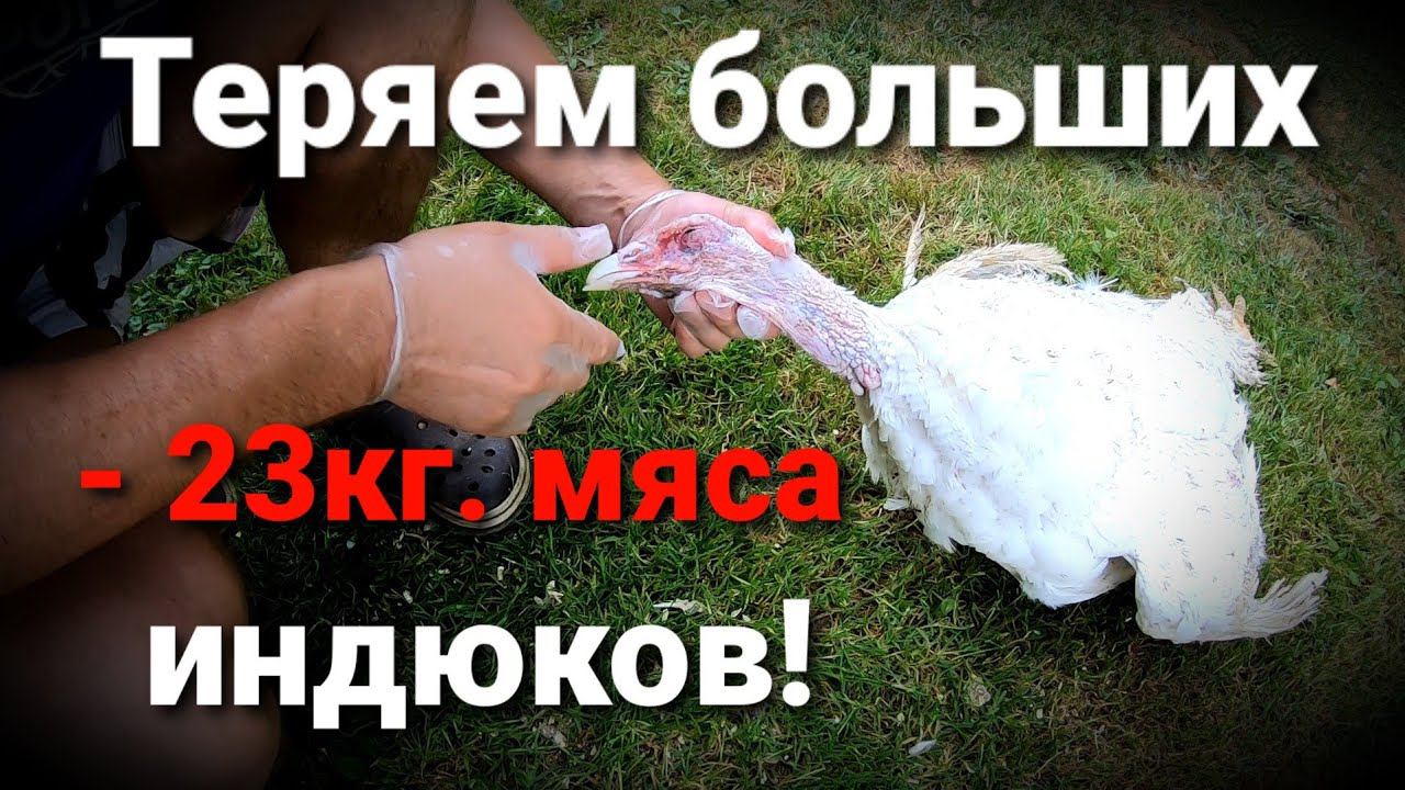 ❗ПОЧЕМУ ДОХНЕТ ВЗРОСЛАЯ ИНДЕЙКА? / ВЫЯСНЯЕМ ПРИЧИНЫ ПАДЕЖА / РАЗРЫВ БРЮШНОЙ АОРТЫ