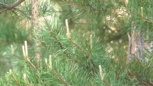 Волшебные настрои академика Сытина Г Н Крепкое, здоровое  сердце 3 часть