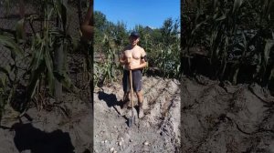 Как правильно копать картошку))) скрипучей лопатой)