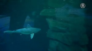 Целую ночь в окружении акул предлагают в аквариуме Парижа (новости)