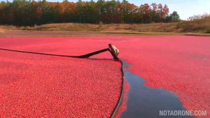 Как собирают промышленную клюкву на полях