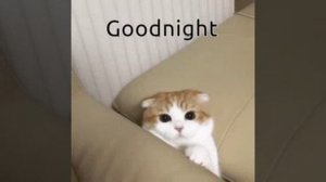 милота