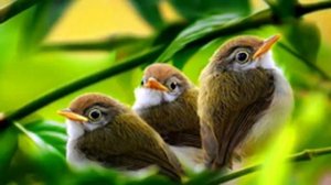 Пение Птиц Для Глубокого Сна и Релаксации 10 ЧАСОВ