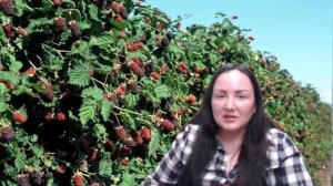 Как заработать на ежевике