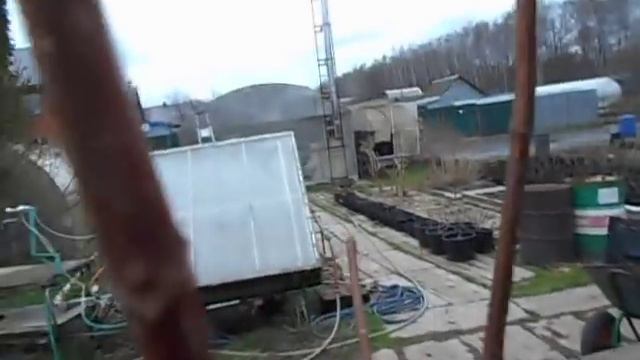 Пересадил и обрезал штамбы гортензий