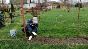 Укрываем на зиму виноград спанбондом в Беларуси. Быстро, просто и надёжно.