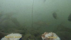 Реакция карася на корианд и корицу подводное видео