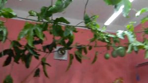 Пассифлора Эдулис Роланд и Маракуйя Северная.