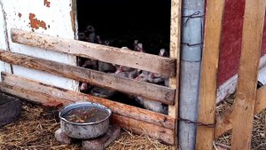 Удобная поилка для уток. Сыр Брынза в ароматном масле.