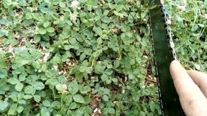 Как точить цепь если ее ведет в право или лево