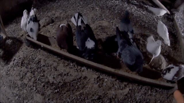 Каких голубей завести новичку? Новичок,каких голубей лучше выбрать? С каких начать, выбор породы!?? смотреть онлайн