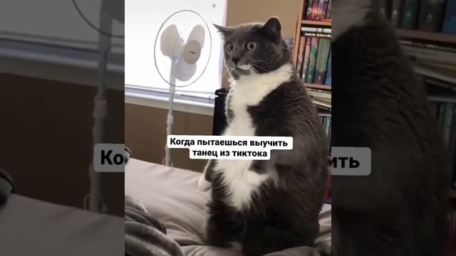 Танцуем #котэданс