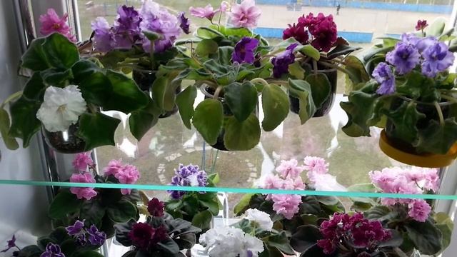 Можно ли держать дома цветы фиалки. Мама сказала, что так никогда мужа не будет! смотреть онлайн