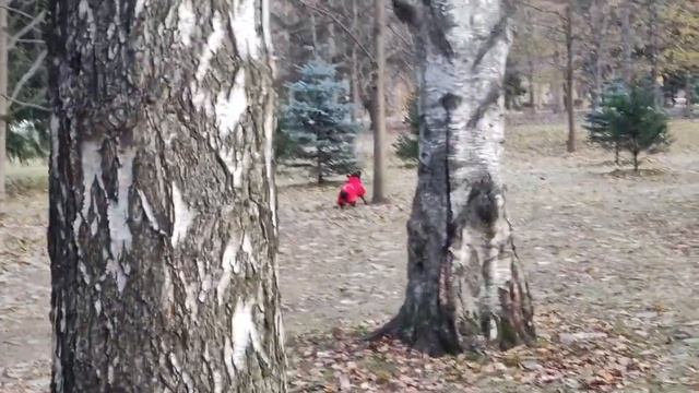 Staffie wallking! Staffy hunts squirrel!