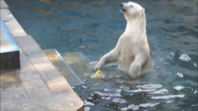 Герда с медвежатами с утра на даче 31.07.2020 смотреть онлайн