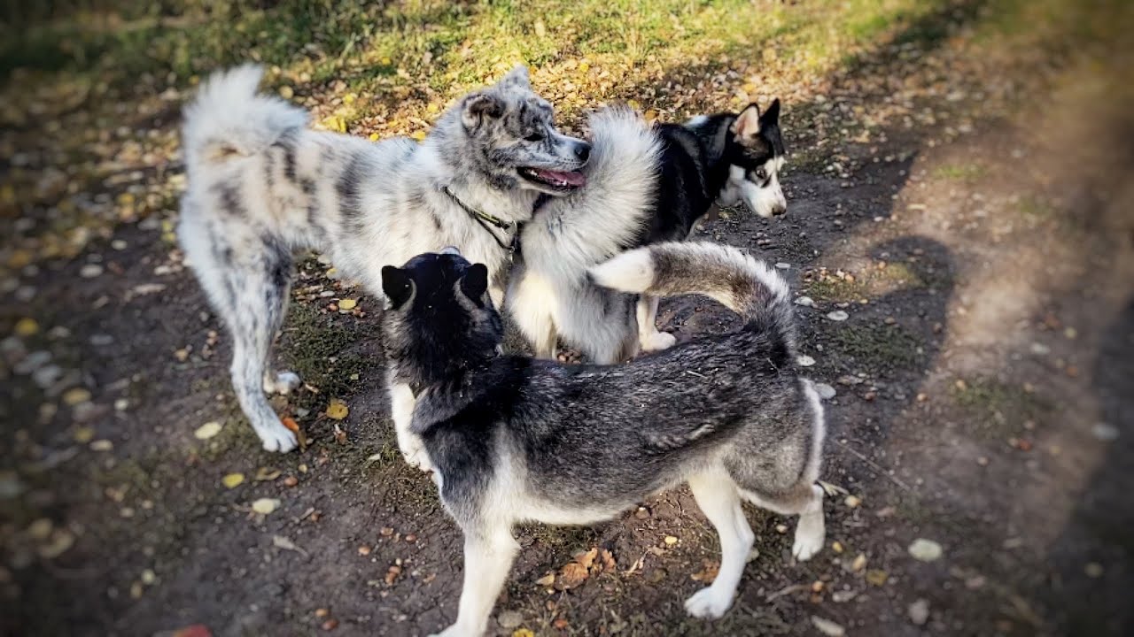 СОБАЧЬИ ИГРЫ