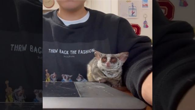 очень милый лемур | домашнее животное смотреть онлайн