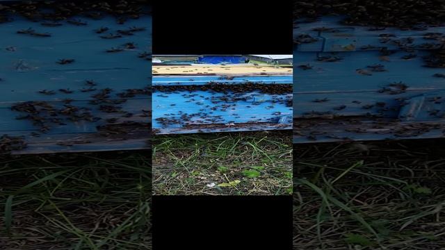 Простой способ делать отводки пчелосемьей (2) смотреть онлайн