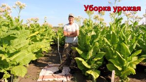 Уборка урожая Курительного Табака - сорт Вирджиния Голд Германия.