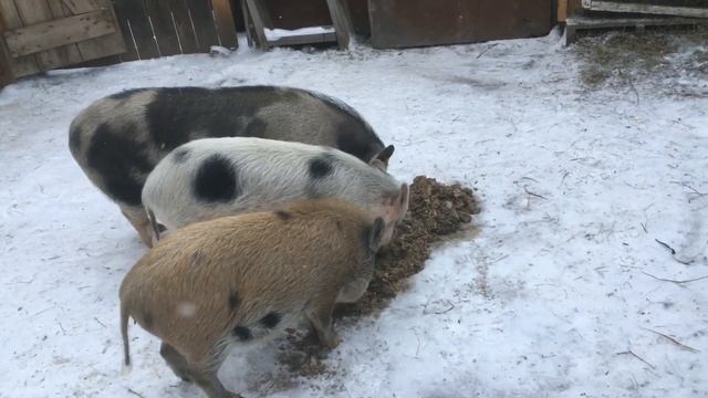 Кормление вьетнамских свиней ,кармалов зимой на улице!