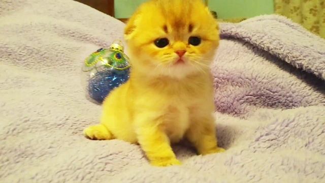 Шотландская золотая шиншилла котёнок