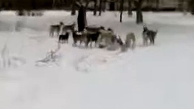 Откуда берутся бродячие псы смотреть онлайн