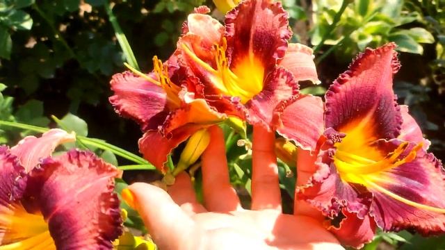 ШИКАРНЫЕ МАХРОВЫЕ Сорта ЛИЛИЙ и ЛИЛЕЙНИКОВ ЦВЕТУТ В Моем Саду ПОКА РОЗЫ ОТДЫХАЮТ смотреть онлайн