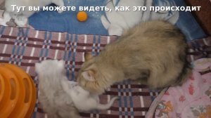 Как ходит в туалет новорожденный котенок