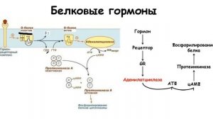 Механизм действия гормонов