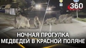 Ночная прогулка медведей в Красной Поляне