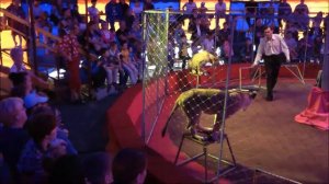 Уральский цирк-шапито(2 отделение).Львицы.