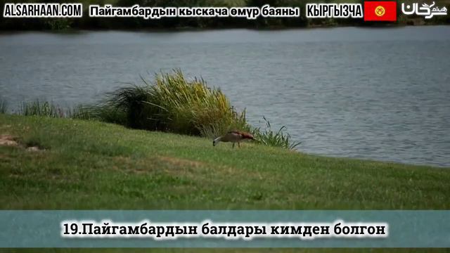 19.Пайгамбардын ﷺ балдары жана кызы Фатима тууралуу | Шейх Хейсам Сархан смотреть онлайн