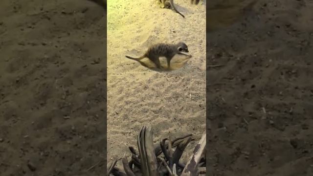 Московский зоопарк. 6 ноября 2021 г. смотреть онлайн