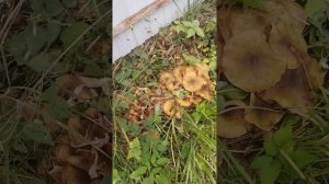 Осенние грибы. Опята на даче. Грибы у дома. Лесные грибы. #грибы #осенняяпора #осень #опята