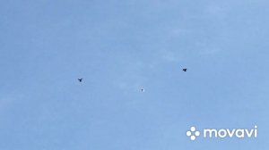 Николаевские голуби города Усмани Липецкой области Чернышова Михаила. 12.