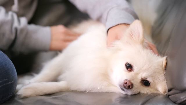 Соседи вызвали полицию. То, что сделали с собакой просто УЖАС! смотреть онлайн