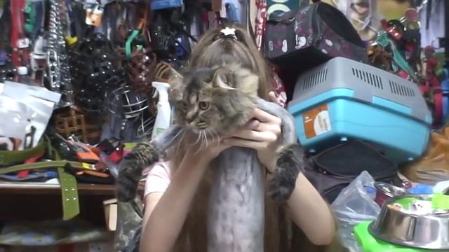 МегаКОТИК ПОДСТРИГСЯ! / стрижка кошек